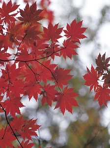 Bright colorful leaves on the branches in the autumn forest photo