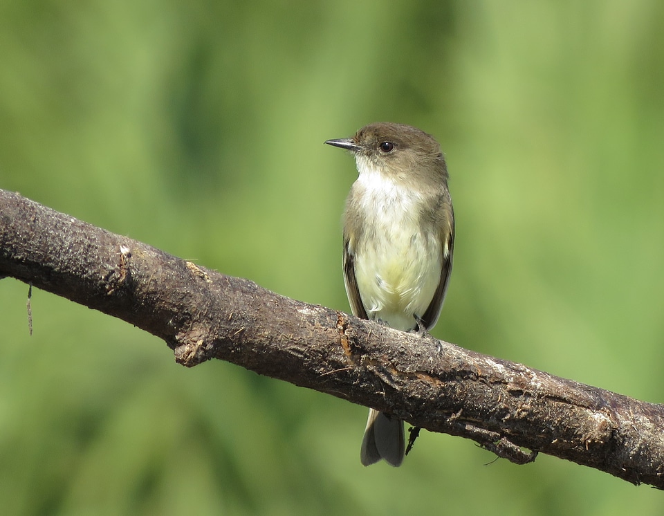 Eastern Phoebe perched on a branch