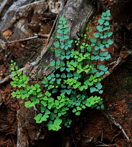 Greens soil log