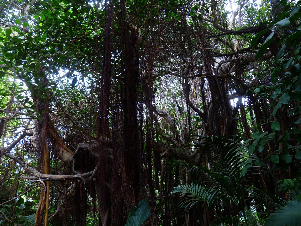 Tropical thicket plant