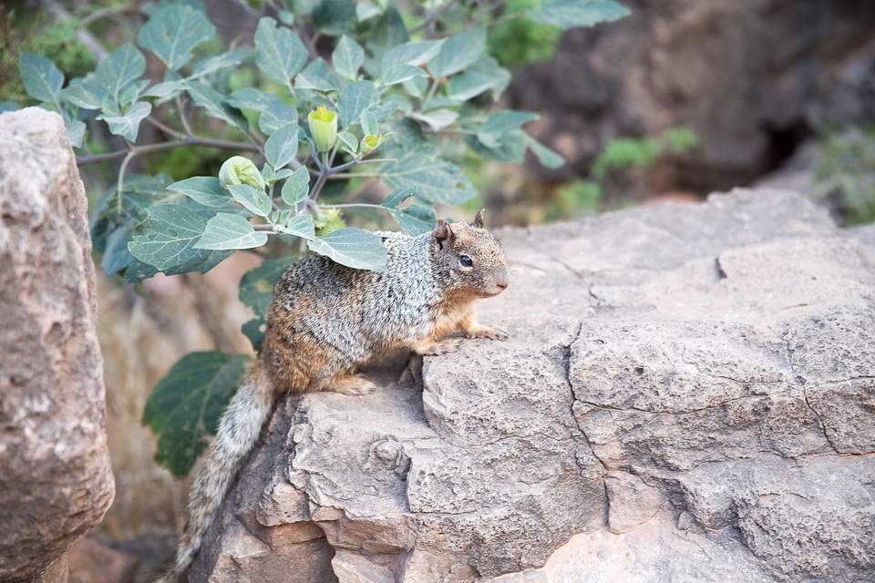 Grand Canyon Rock Squirrel