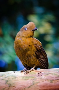 Andean cock-of-the-rock bird of the Rupicola rupicola peruvianus photo