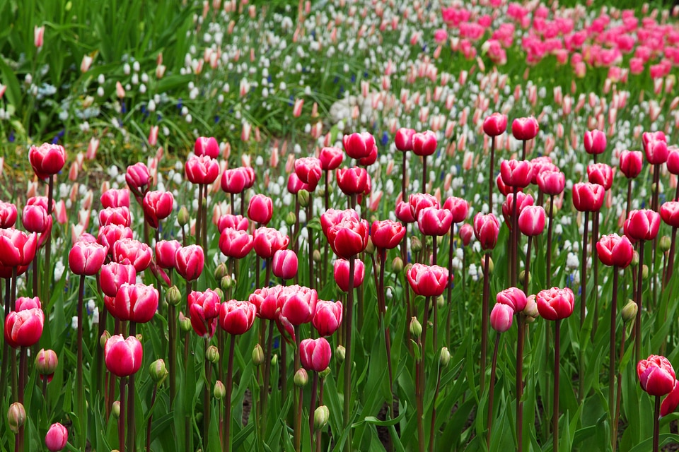Beautiful bouquet of tulips. colorful tulips