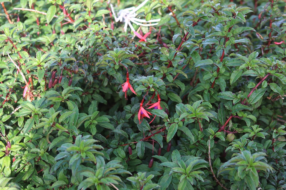 Beautiful flowers in mountain