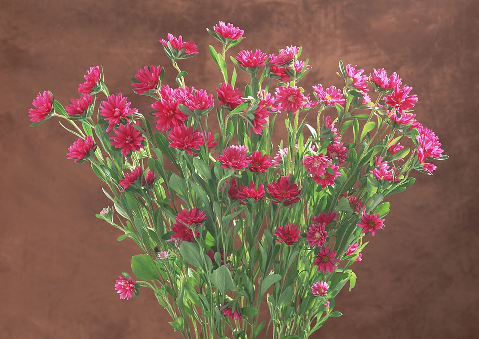 Pink Gerber flowers isolated