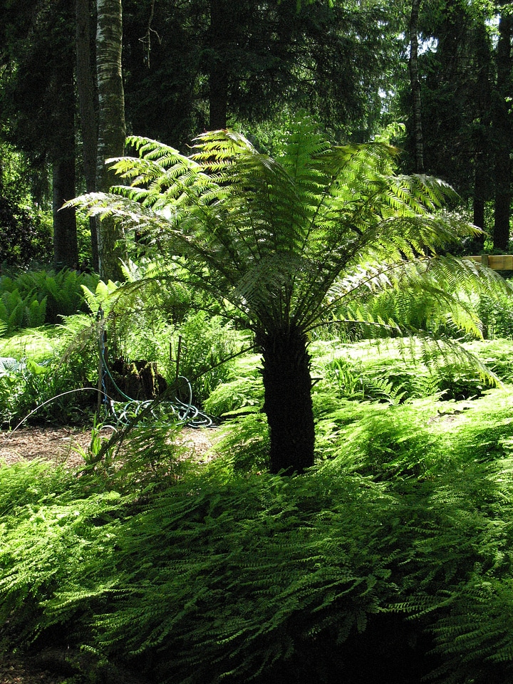Green nature leaves