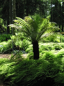 Green nature leaves photo