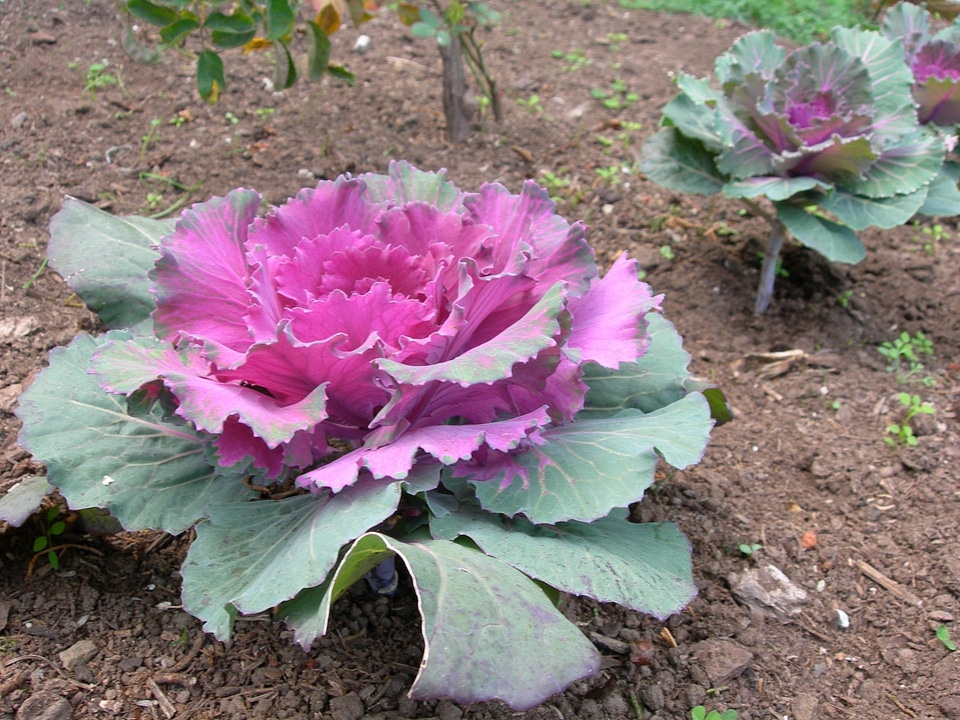 Flowering Kale - Brassica oleracea