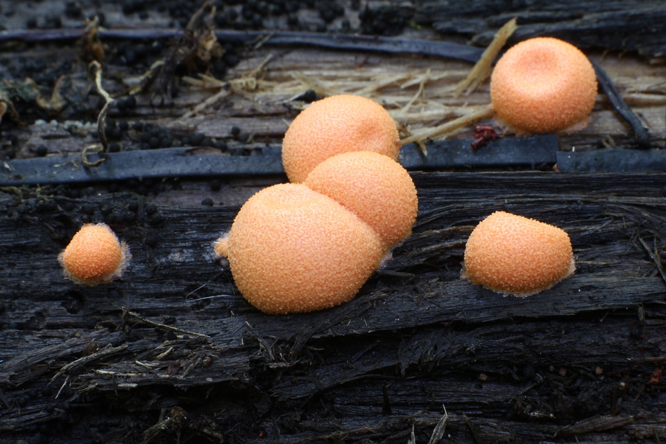 Mushroom Wolf's milk slime mould, groening's slime mould