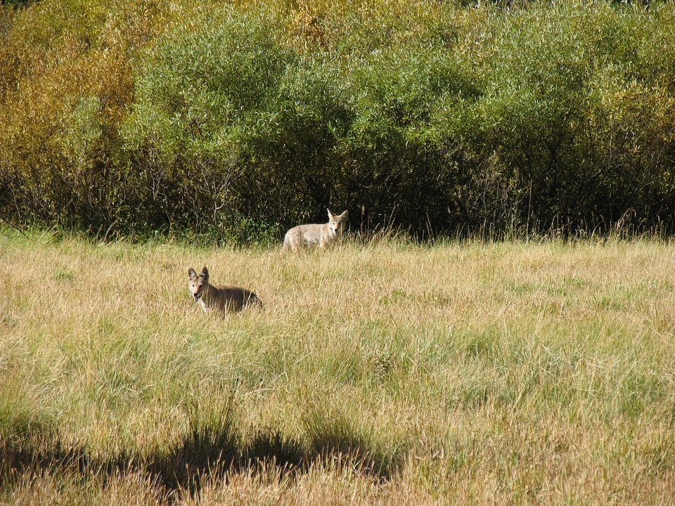 Coyotes in Soda Springs Meadow