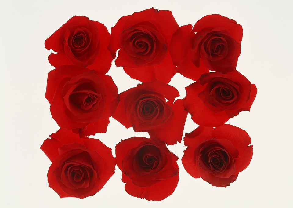 Collage of eight red roses