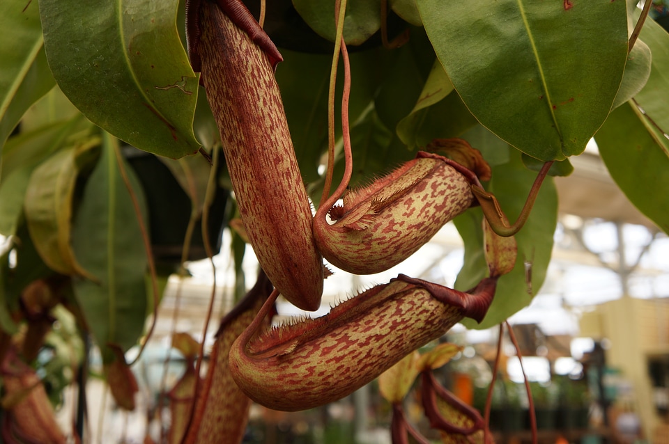Nepenthes ventricosa