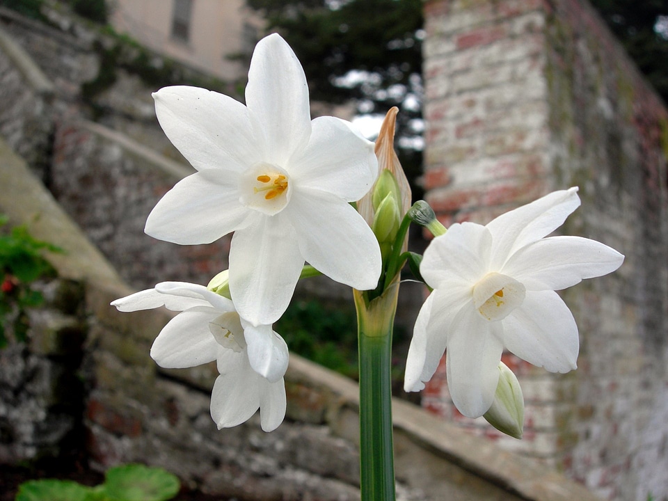 Paperwhites - Narcissus papyraceus Paperwhites
