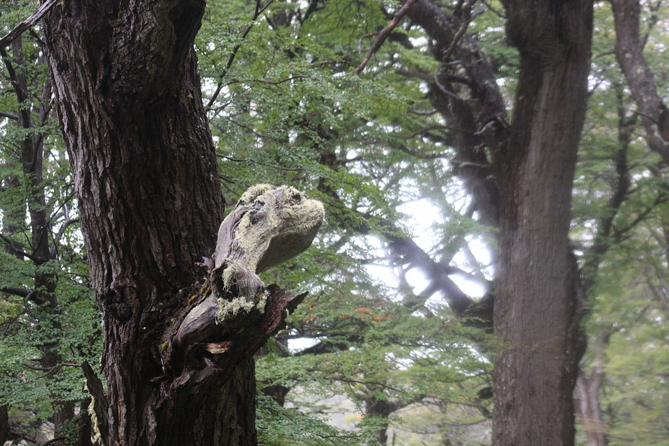 View of a dead tree