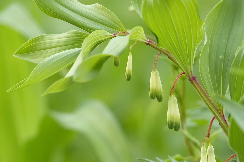 Bud natural edible wild plants