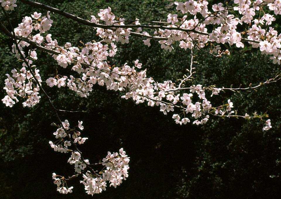 Japanese cherry tree in spring