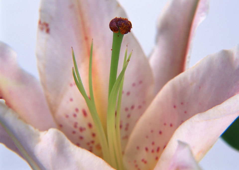 Detailed view of a dew-covered day lily isolated