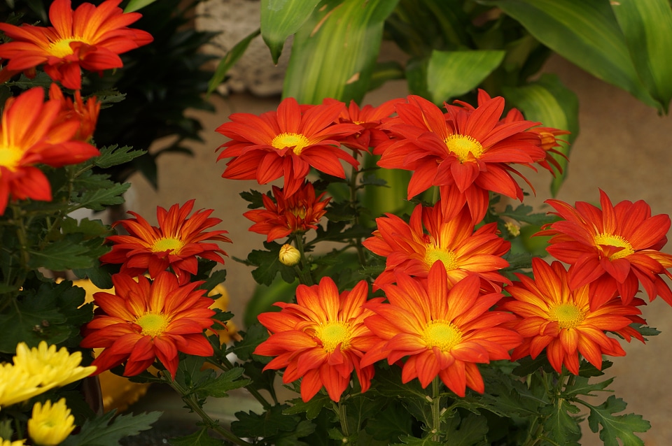 Popular Red Daisy Flower