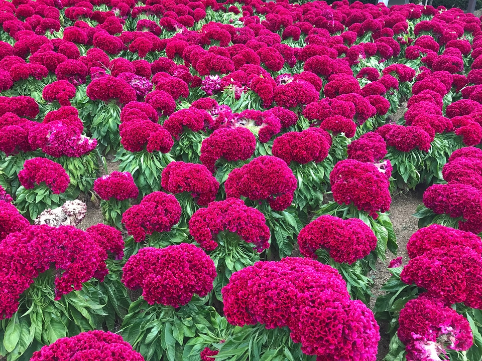 Red Chrysanthemums flowers at Botanic Garden