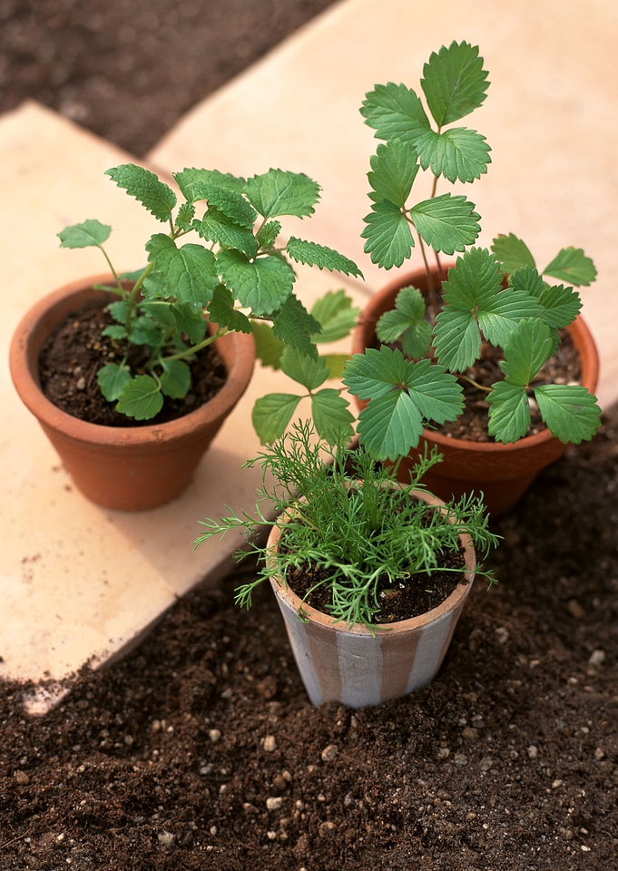 Planting of vegetable seeds pot soil