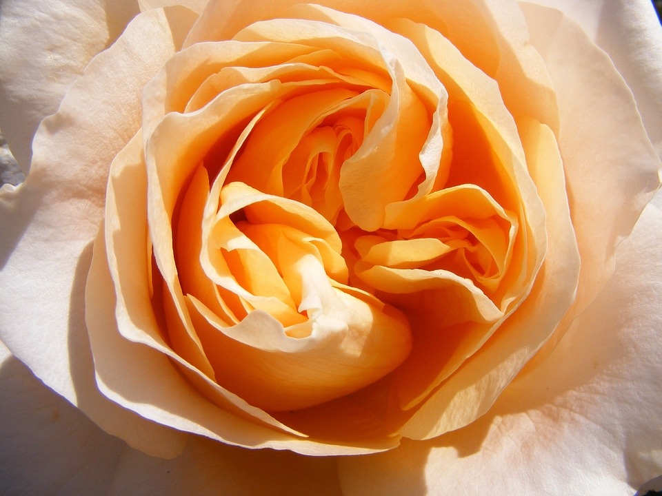 Flower orange open rose