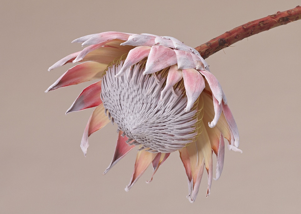 Bloom King protea (Protea cynaroides)