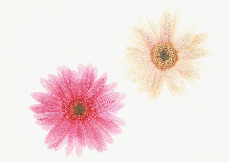 Vintage and soft light of yellow daisy flowers