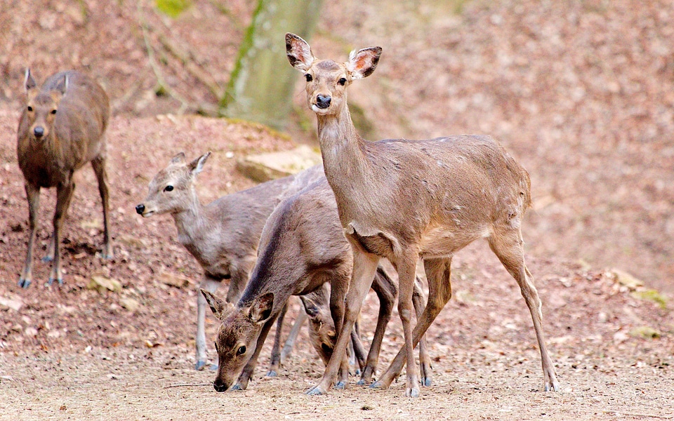 Herd of white-tailed deer in field