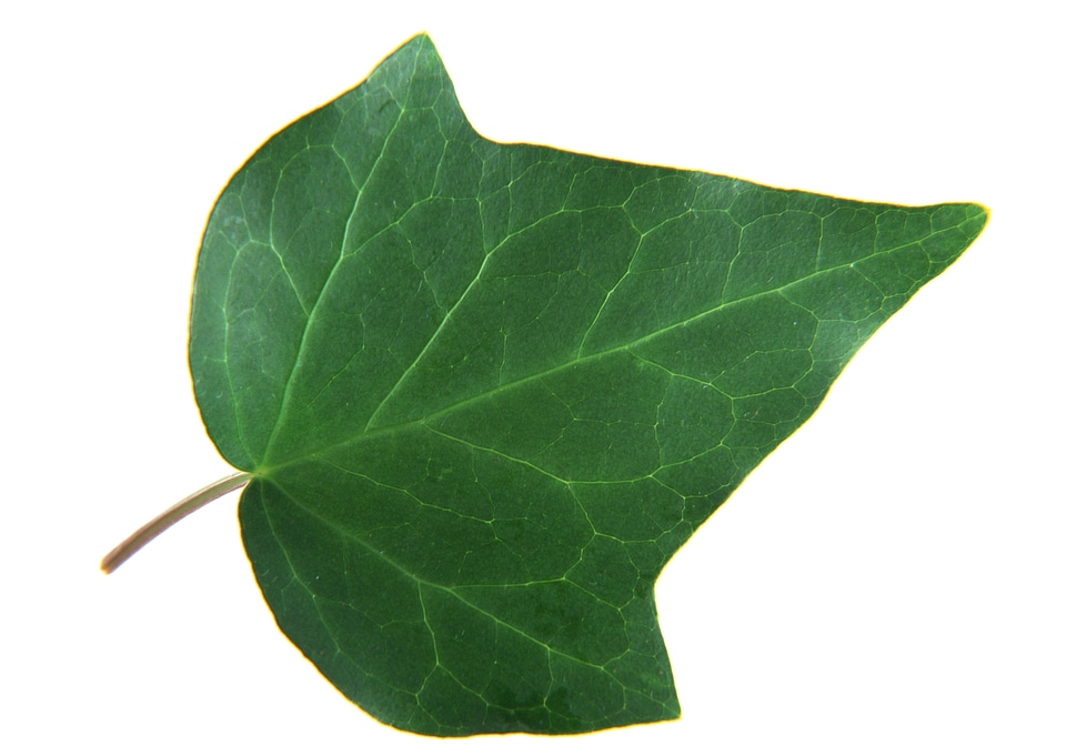 Variegated Ivy vine isolated on white background