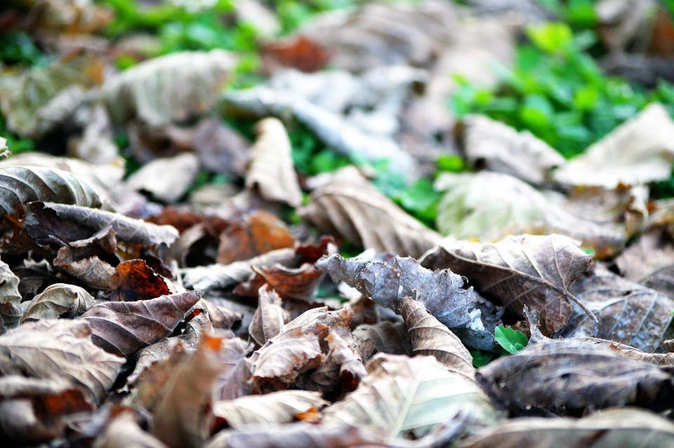Forest winter leaf nature