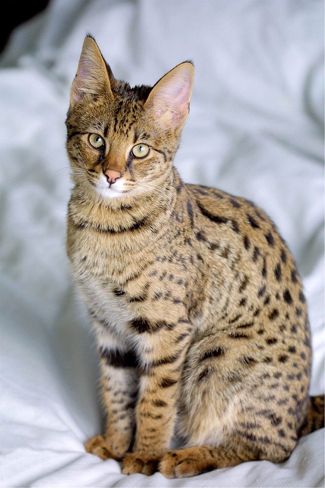 Domestic feline adorable