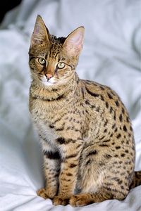 Domestic feline adorable