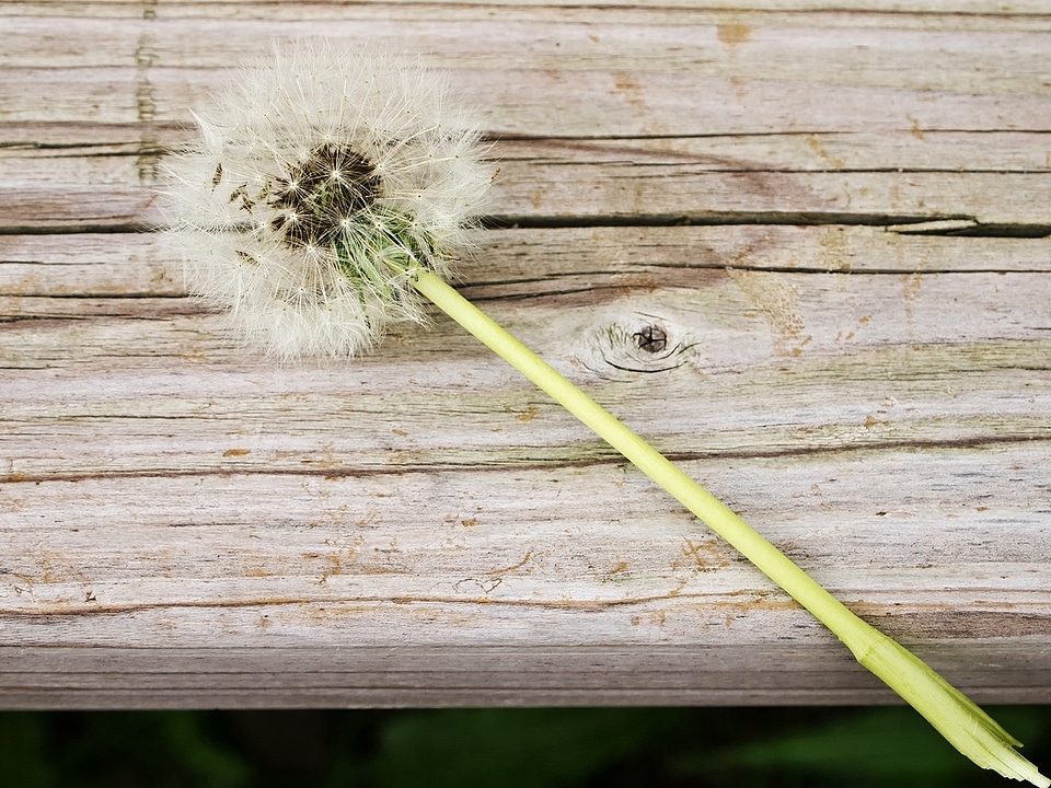 Dandelion flower piantelegno