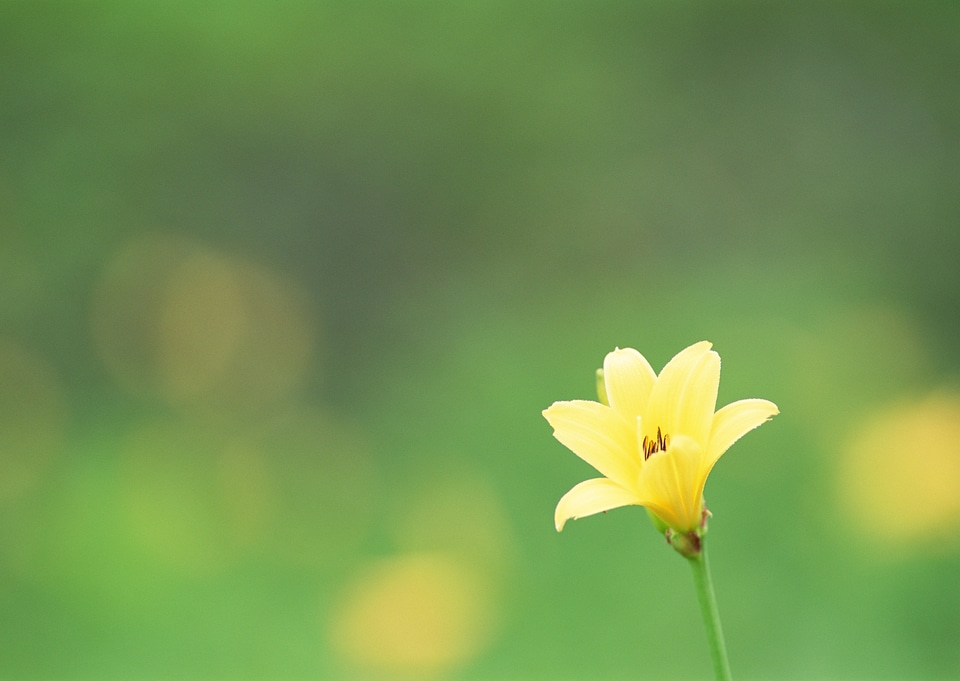 Delicate bright floral natural background with yellow lily flower