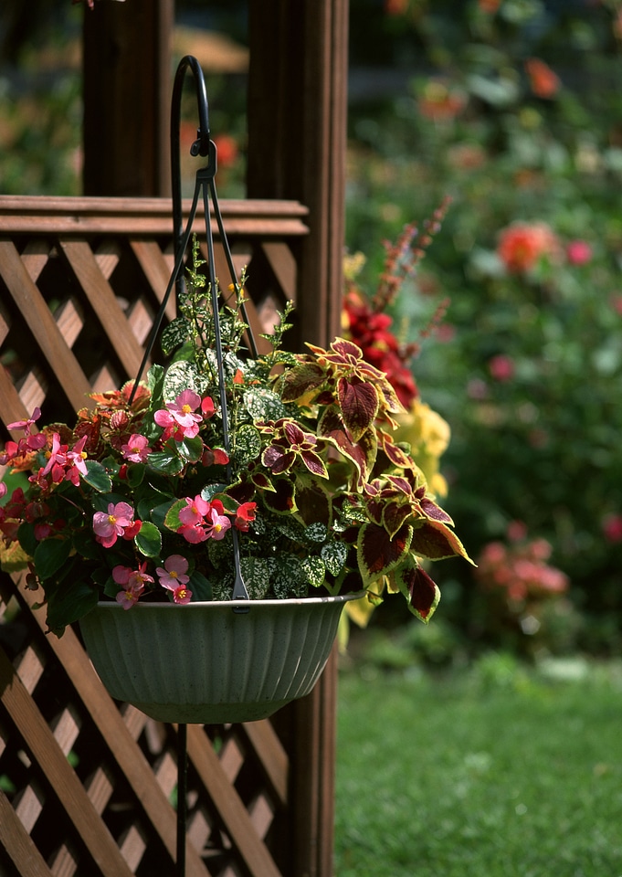 Wooden house deck decorated with flower pots photo