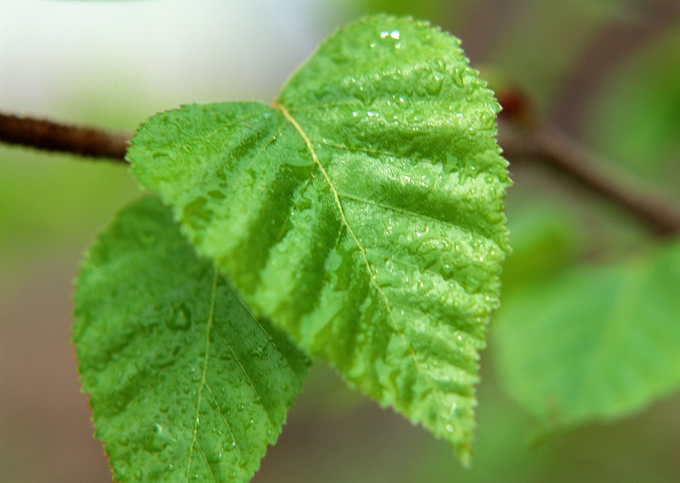 Fresh mint photo