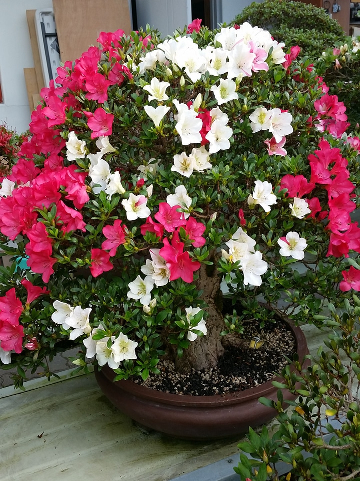 Advanced Japanese bonsai