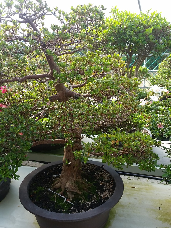 Advanced Japanese bonsai