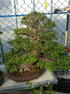 Advanced Japanese bonsai photo