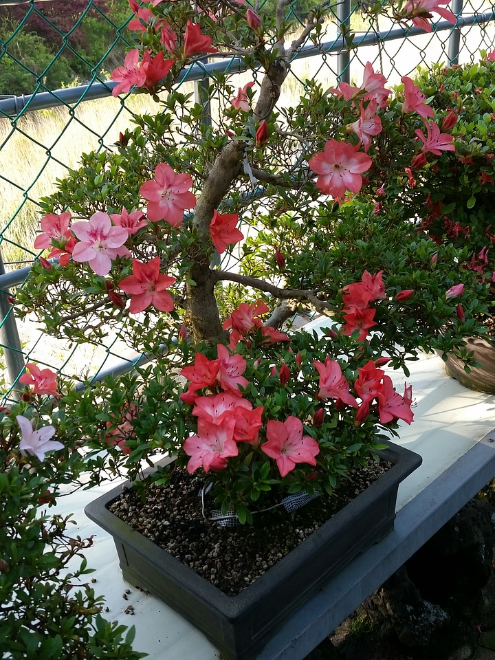 Advanced Japanese bonsai
