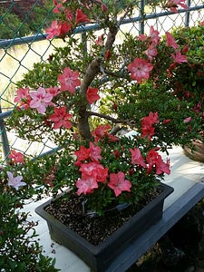 Advanced Japanese bonsai photo