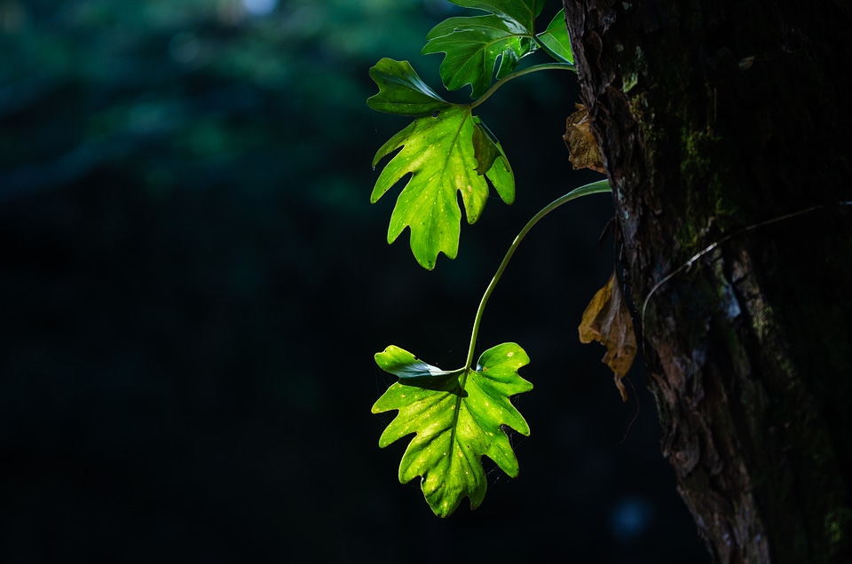 Green leaves background