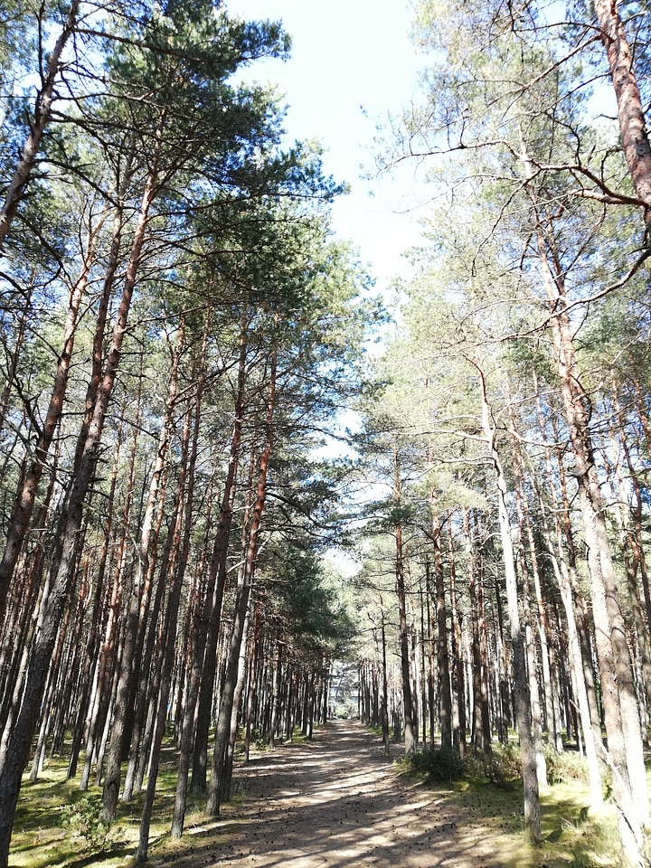 Path in the forest