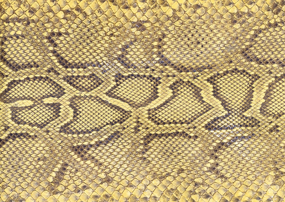 background of sneak skin texture