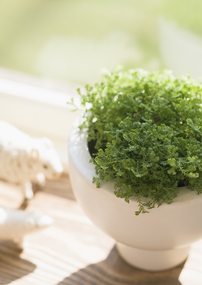 Flower pot on table
