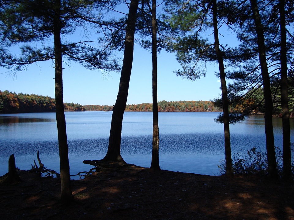 Trees tranquil massachusetts