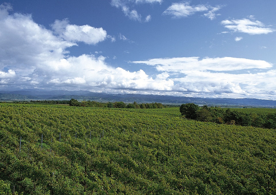 Vineyard hills with wine barrels.