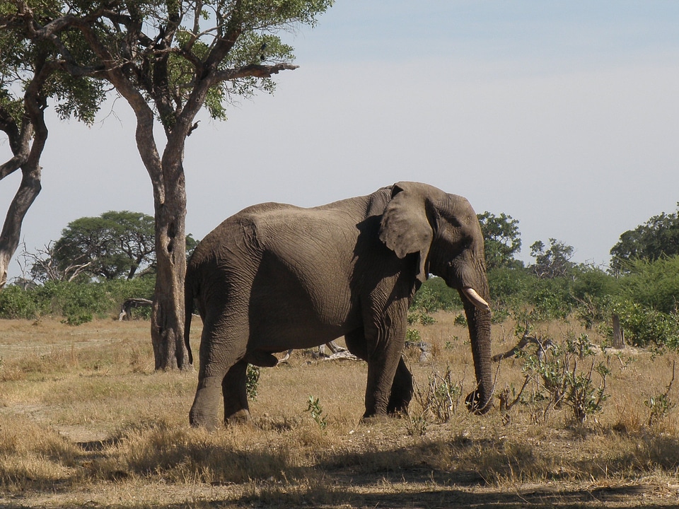 Animal fauna jungle