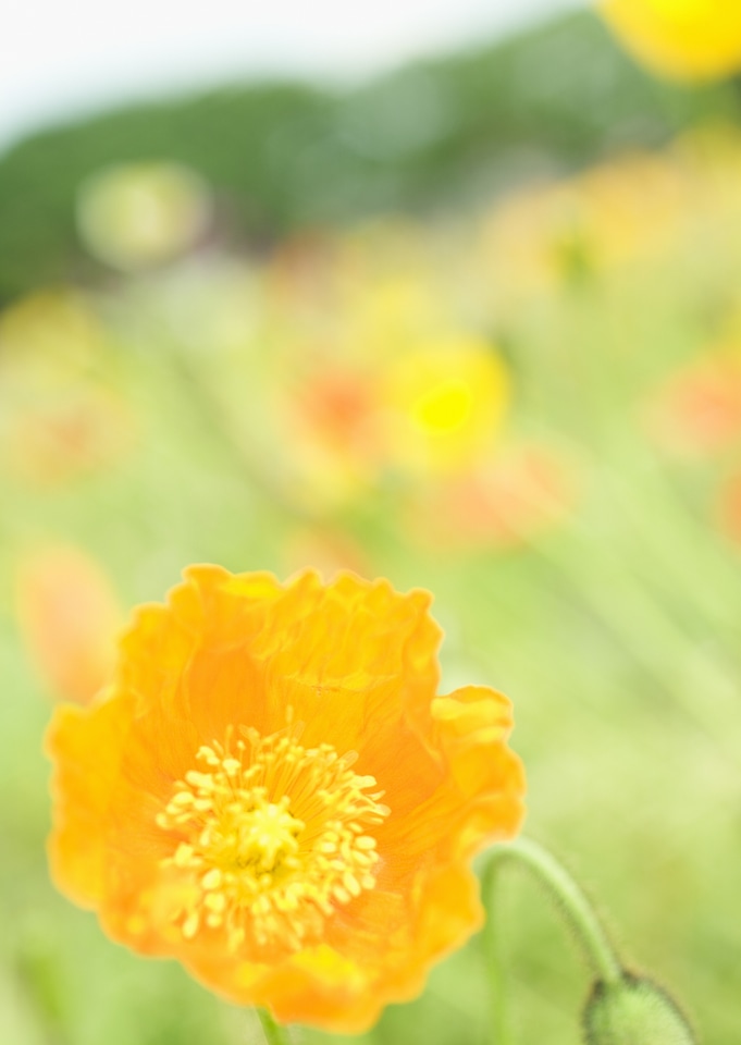 Wild Flower - Yellow wild poppy