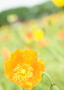 Wild Flower - Yellow wild poppy photo